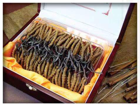 崇礼冬虫夏草回收